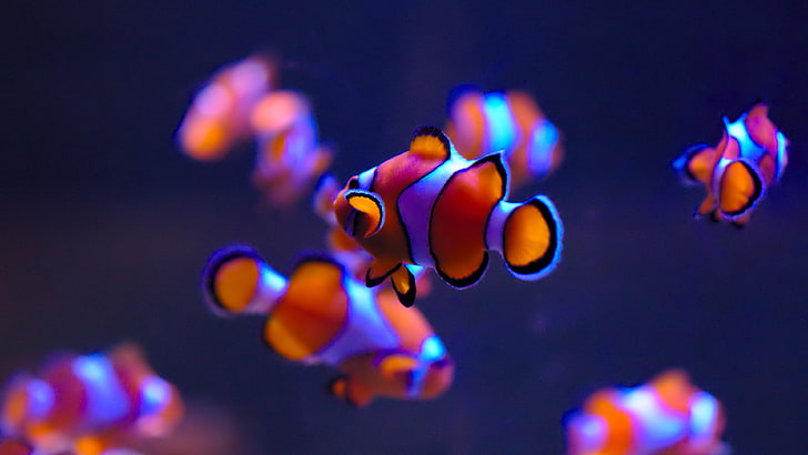school of clown fish, Ultra HD, fish, clownfish, underwater, Finding Nemo, HD tapet