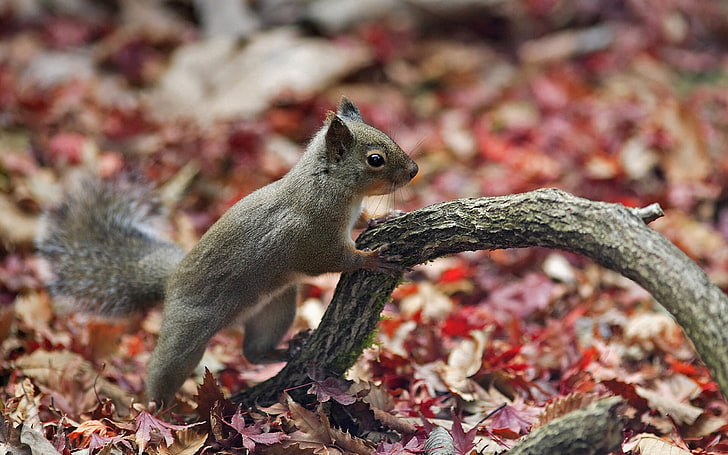 gray and brown squirrel, squirrel, branch, foliage, autumn, HD wallpaper