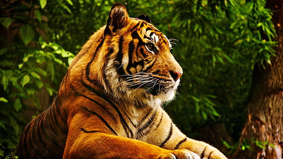 фотография със селективен фокус на тигър, животни, тропическа гора, тигър, HD тапет HD wallpaper