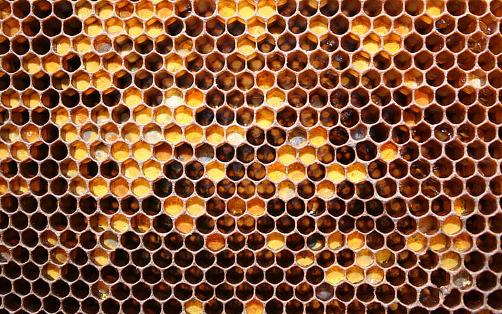 Abelha favo de mel, favo de mel, HD papel de parede