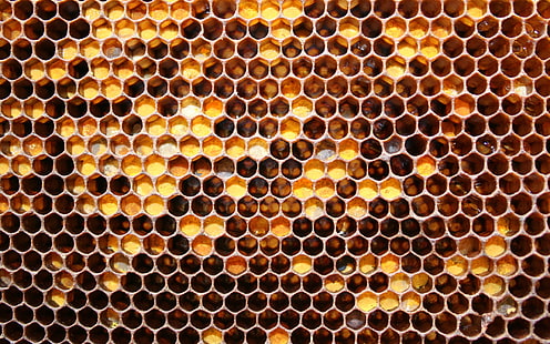 Abeille en nid d'abeille, nid d'abeille, Fond d'écran HD HD wallpaper