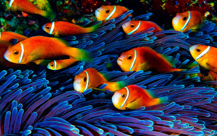 خلفيات الأسماك HD العالم تحت الماء، خلفية HD