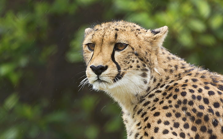 Cheetah, wild cat, brown and black cheetah, cheetah, wild cat, eyes, portrait, HD wallpaper