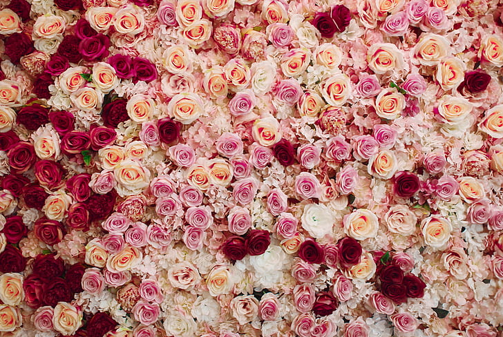Kwiaty, róża, kwiat, różowy kwiat, czerwony kwiat, biały kwiat, Tapety HD
