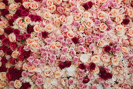 Blumen, Rose, Blume, rosa Blume, rote Blume, weiße Blume, HD-Hintergrundbild HD wallpaper
