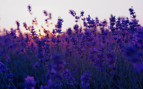 紫の花びらの花、自然、花、風景、ラベンダー、紫の花のベッド、 HDデスクトップの壁紙 HD wallpaper