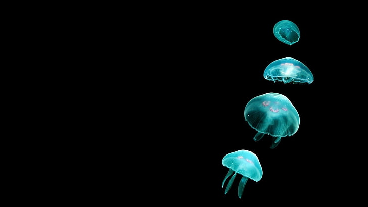 animals, black background, Glowing, jellyfish, Simple, HD wallpaper
