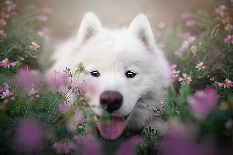 개, Samoyed, 개, 애완 동물, 응시, HD 배경 화면 HD wallpaper