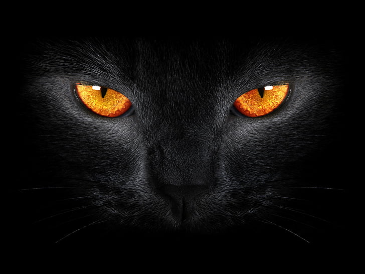 عيون القط بومباي ، القط الأسود ، مخيف ، عيون صفراء ، خلفية داكنة، خلفية HD