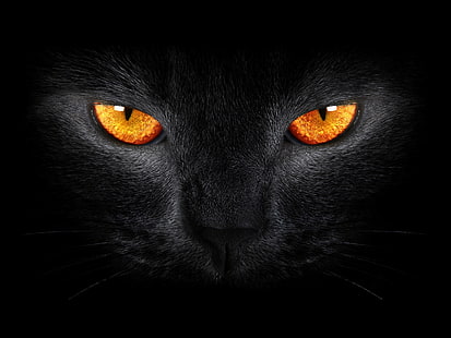 Бомбейски котешки очи, черна котка, страшно, жълти очи, тъмен фон, HD тапет HD wallpaper