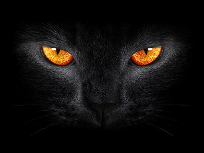 Темный фон, Черная кошка, Страшно, Желтые глаза, HD обои HD wallpaper