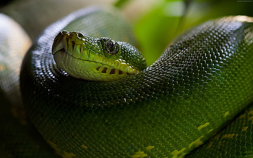 파이썬, 저울, 녹색, 보아, 머리, 뱀, HD 배경 화면 HD wallpaper