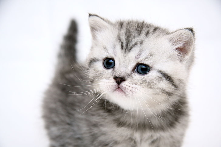 gray Persian kitten, cat, kitty, pretty, HD wallpaper