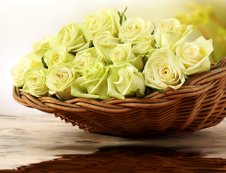 white roses, roses, yellow, basket, HD wallpaper