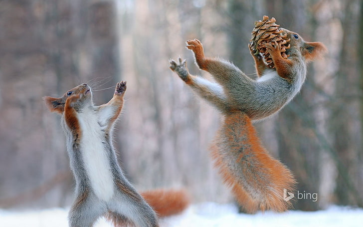 Eurasian red squirrels-2016 Bing Desktop Wallpaper, HD wallpaper