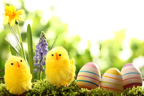 две жълти пилета декори, трева, цветя, природа, празник, пилета, яйца, пролет, Великден, Нарцис, зюмбюл, HD тапет HD wallpaper