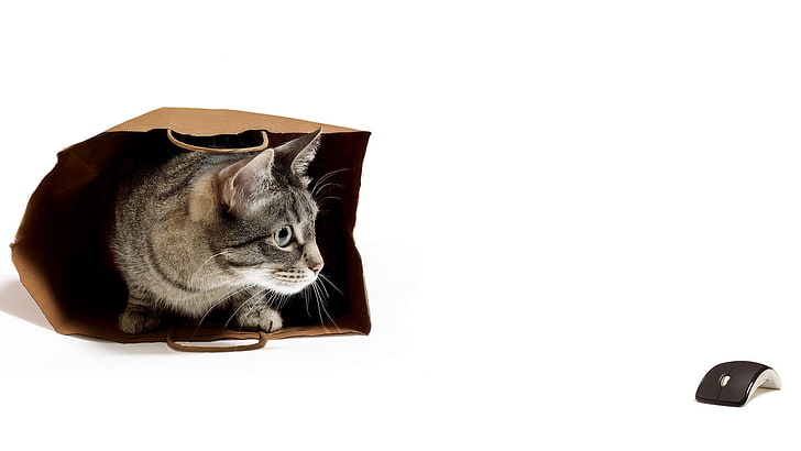 grå och vit strimmig katt i brun papperspåse, vit bakgrund, djur, katt, husdjur, väska, datormöss, humor, HD tapet