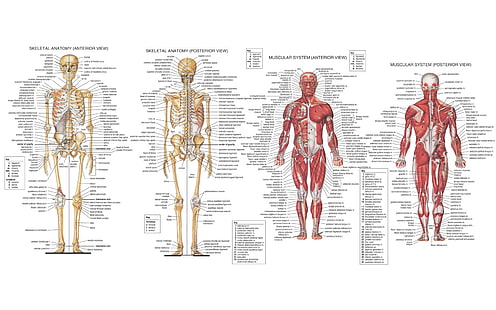 анатомия, энциклопедия, иллюстрации, медицина, мышцы, наука, скелеты, HD обои HD wallpaper
