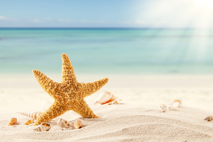 yellow star fish, sand, sea, beach, tropics, shell, starfish, shells, HD wallpaper