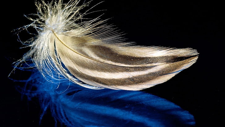 синие и коричневые перья, перья, поверхность, свет, фон, HD обои