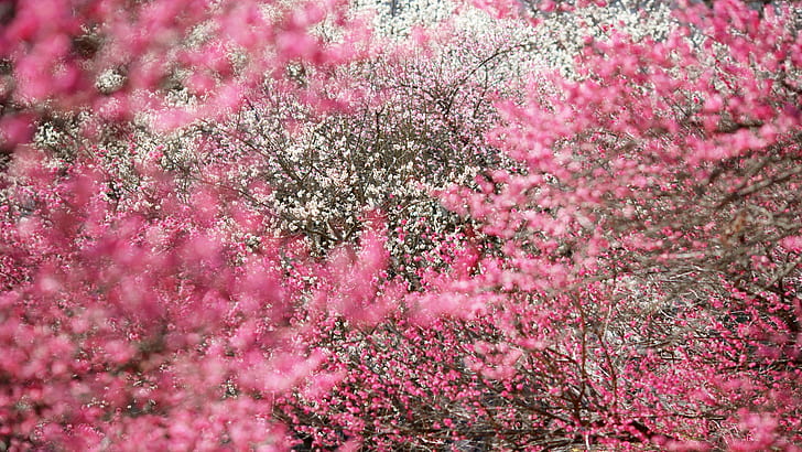 Blumenfall, Blume, Fall, HD-Hintergrundbild