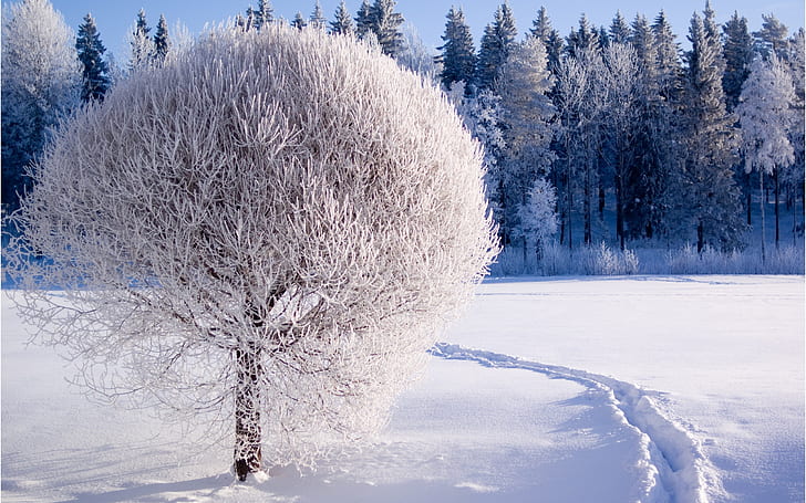 Inverno, foresta, alberi, neve spessa, mondo bianco, Inverno, foresta, alberi, spessa, neve, bianco, mondo, Sfondo HD