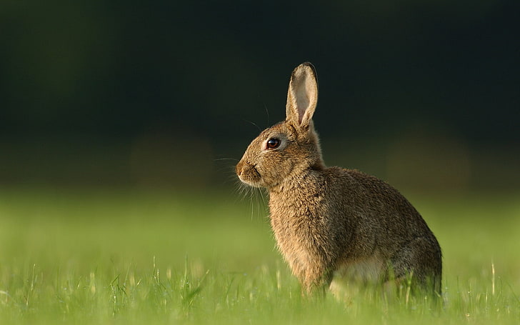 brown rabbit, hare, grass, rabbit, waiting, HD wallpaper