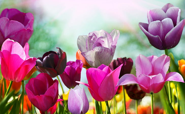 Flowers, Tulips, 4k, 8k, HD WALLAPERS, HD wallpaper