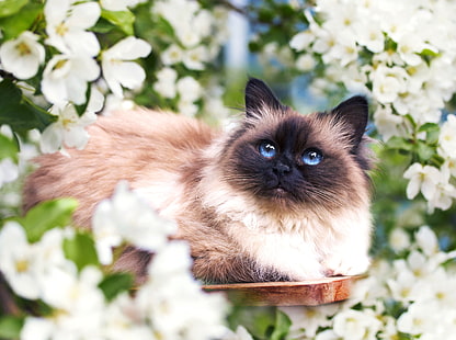  cat, flowers, spring, muzzle, fluffy, HD wallpaper HD wallpaper