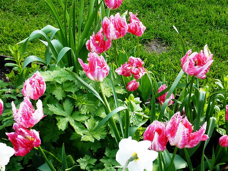Tulipes, narcisse, herbe, herbes, printemps, Fond d'écran HD