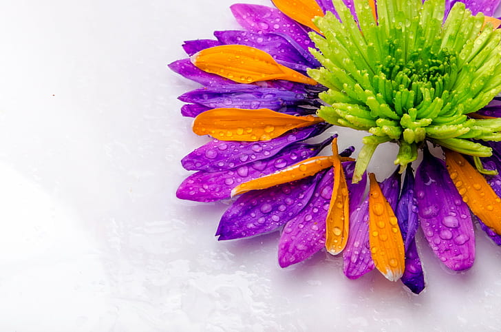 фиолетовые, оранжевые и зеленые лепестки цветок, природа, цветок, крупный план, лепесток, растение, HD обои