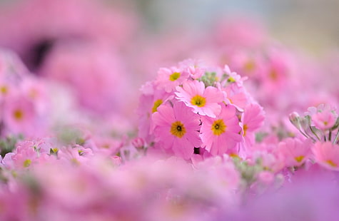زهرة الربيع الوردي ، ماكرو ، زهور ، خلفية ، وردي ، شاشة عريضة ، ورق جدران ، ملء الشاشة ، خلفيات HD ، زهرة الربيع ، زهرة الربيع ، ملء الشاشة، خلفية HD HD wallpaper