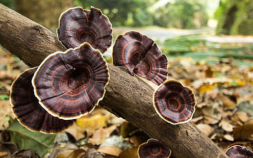 cogumelos marrons, natureza, cogumelo, tronco de árvore, outono, profundidade de campo, fungo, HD papel de parede HD wallpaper
