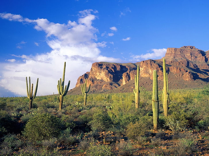 superstition mountains tonto national forest arizona Nature Forests HD Art, HD wallpaper