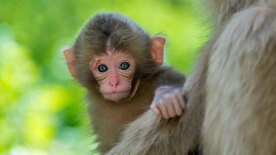 cute, baby, monkey, blurry, HD wallpaper HD wallpaper
