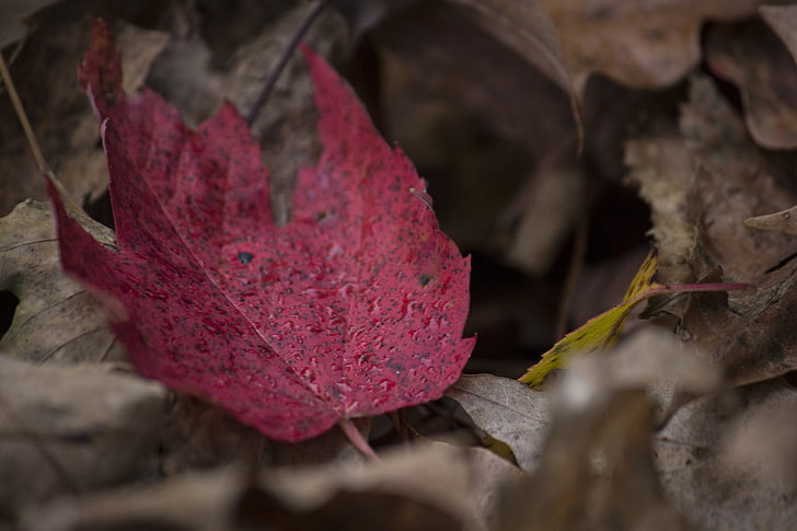 красный кленовый лист, клен, лист, осень, опавшие, HD обои