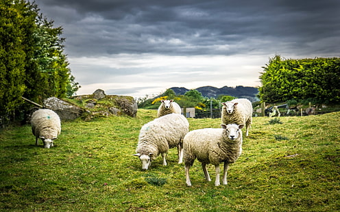 Natur, Schafe, Wolle, HD-Hintergrundbild HD wallpaper