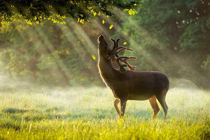 brązowy renifer, fotografia, jeleń, trawa, promienie słoneczne, światło słoneczne, drzewa, liście, Tapety HD