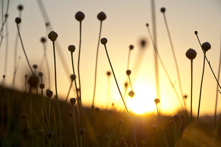 natura, alba, bel tramonto, riserva di erba secca, Sfondo HD