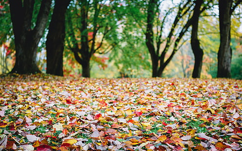 suszone liście na ziemi, zaprzestanie, liście, ziemia, jesień, natura, drzewa, głębia ostrości, kolory jesieni, kolory jesieni, liście, Issaquah Washington, Pacific Northwest, Canon EOS 5D Mark III, Canon EF, 70mm, f / 2 , USM, jesień, liść, żółty, drzewo, pora roku, czerwony, las, park - sztuczna przestrzeń, wielokolorowy, na zewnątrz, kolor pomarańczowy, październik, tła, Tapety HD HD wallpaper
