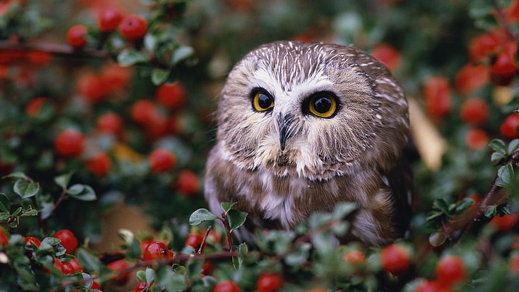 animals, baby animals, Depth Of Field, leaves, nature, owl, HD wallpaper
