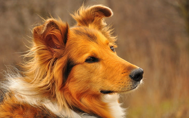Anjing, Wajah, Berbulu, Setia, Wallpaper HD