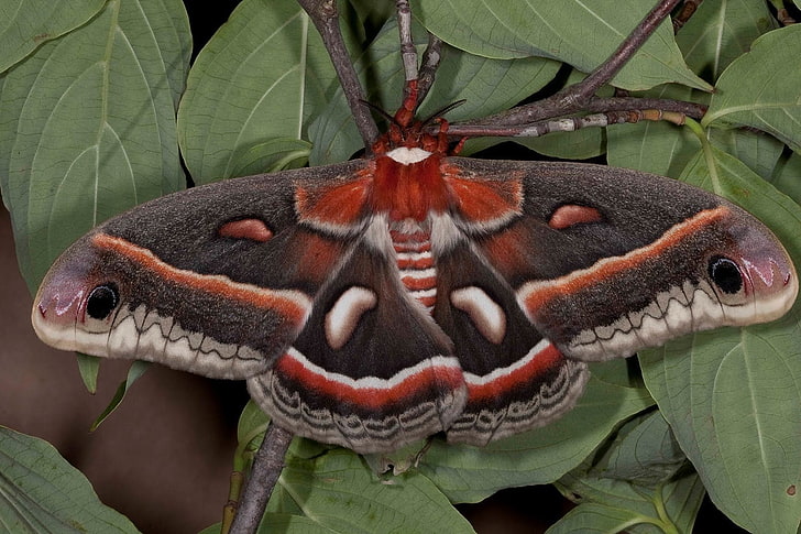 Animal, Cecropia Moth, Insect, Leaf, Moth, Nature, Red, HD wallpaper