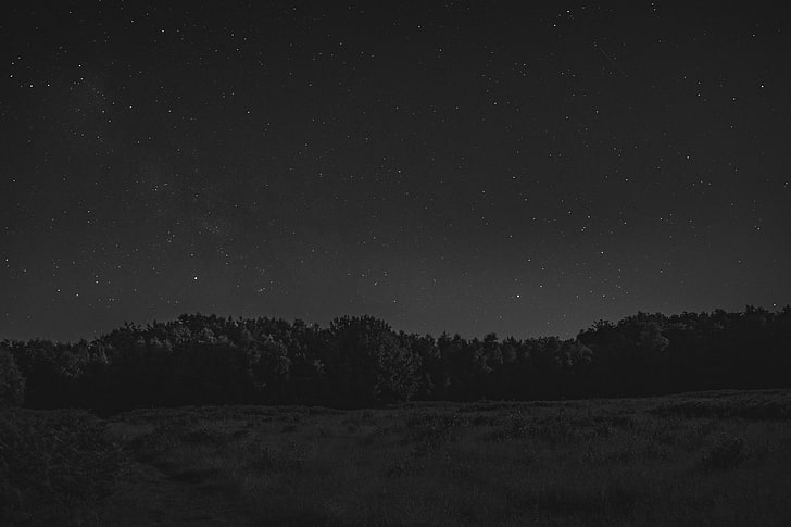 árboles en escala de grises bajo fondo de cielo estrellado, bosque, árboles, paisaje, noche, noche estrellada, monocromo, Fondo de pantalla HD