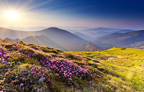 4K, flores de rododendro, puesta de sol, montañas de verano, Fondo de pantalla HD HD wallpaper