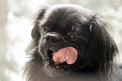 schwarzer pekinesischer Welpe, Hund, Maulkorb, Lippen leckend, klein, HD-Hintergrundbild HD wallpaper