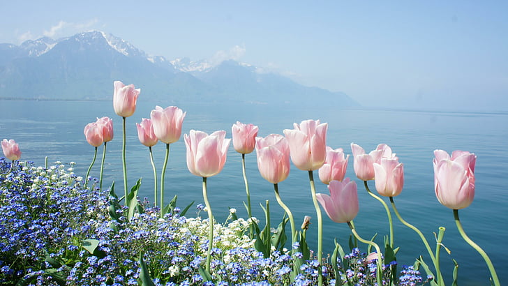 ทะเล, ฤดูใบไม้ผลิ, ภูเขา, ดอกทิวลิป, ชายฝั่ง, ฝั่ง, ดอกไม้, ทิวทัศน์, ธรรมชาติ, วอลล์เปเปอร์ HD