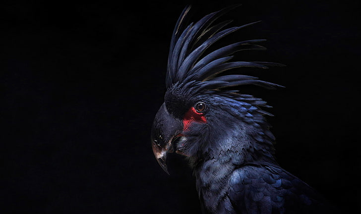 black and red bird, bird, feathers, parrot, black background, crest, Cockatoo, HD wallpaper