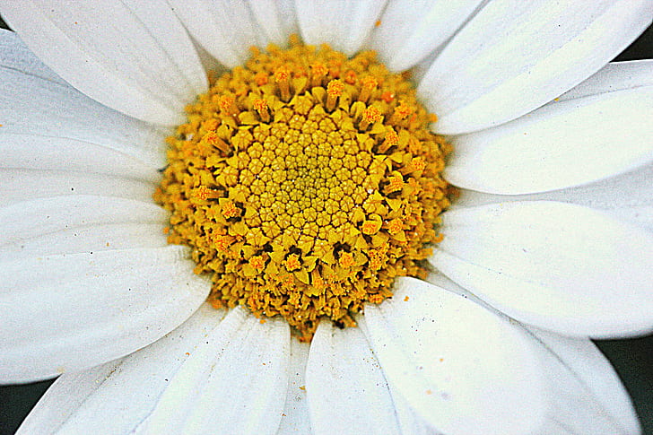화이트 데이지 꽃의 이미지를 닫습니다, 화이트 데이지, 2014 판, Canon EOS 600D, 손, HDR 이미지, 하루, 꽃, Blume, 마크로, 매크로, 자연, 데이지, 식물, 여름, 클로즈업, 꽃잎,화이트, HD 배경 화면