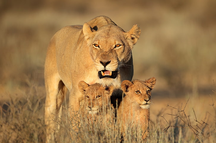braune Löwin und zwei Taxis, Löwe, weiblich, Löwenbabys, Familie, Afrika, Raubtiere, HD-Hintergrundbild